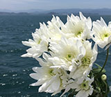 静岡･愛知の葬儀・お葬式なら家族葬のトワーズ®  海洋散骨のご案内