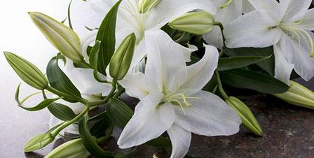 家族葬のトワーズ キリスト教のイメージ画像