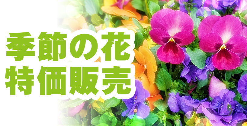 湖西市で葬儀・家族葬をご検討なら家族葬のトワーズへ 人形供養祭開催!